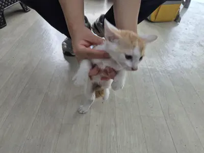 믹스묘 사진