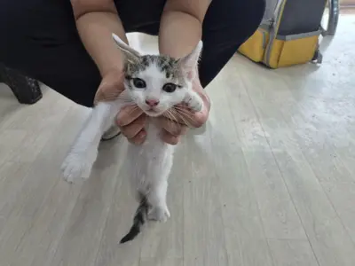 믹스묘 사진