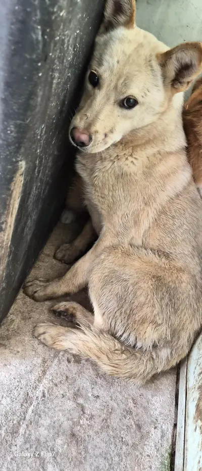 믹스견 사진