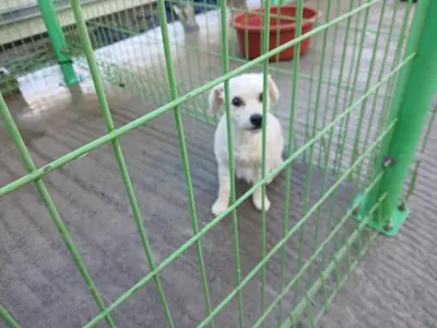 푸들 사진