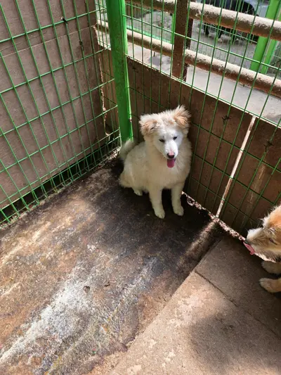 믹스견 사진