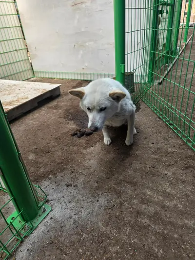 믹스견 사진