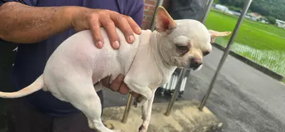 치와와 사진