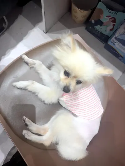 믹스견 사진