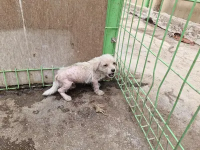 믹스견 사진