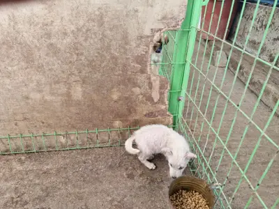 믹스견 사진