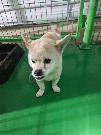 믹스견 사진