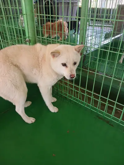 진도견 사진