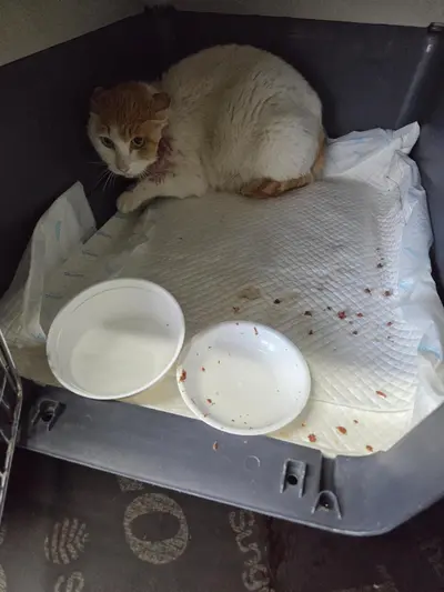 한국 고양이 사진