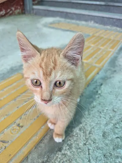 한국 고양이 사진