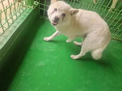 진도견 사진