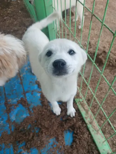 믹스견 사진