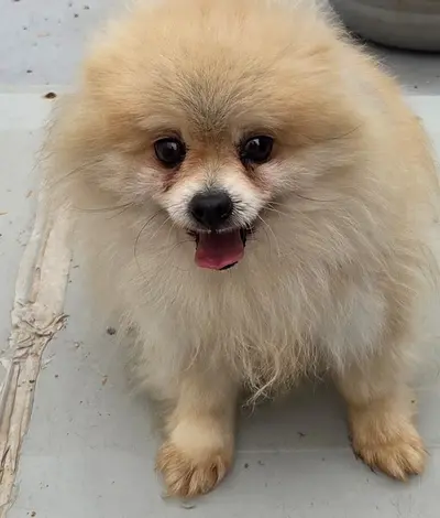 포메라니안 사진
