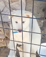 믹스견 사진