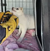 믹스견 사진