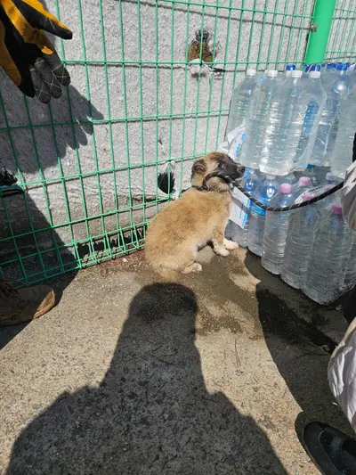 믹스견 사진