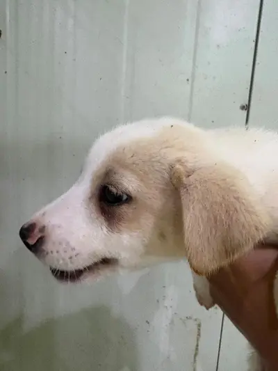 믹스견 사진