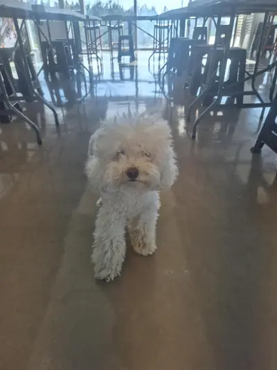 푸들 사진