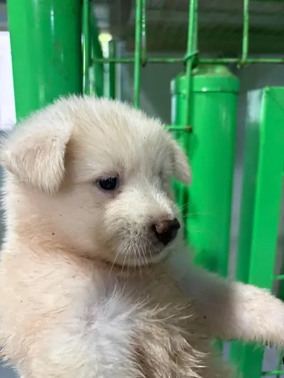 믹스견 사진