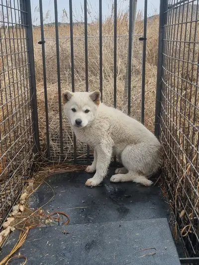 믹스견 사진