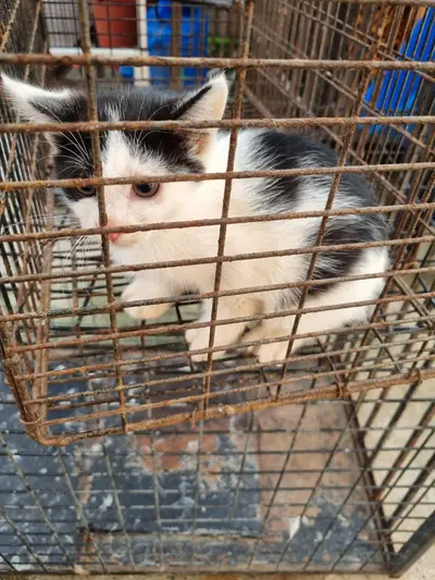 믹스묘 사진