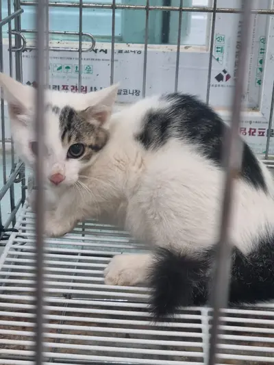 믹스묘 사진