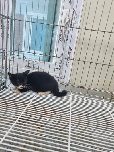 믹스묘 사진