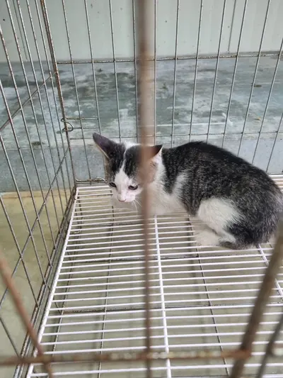 믹스묘 사진