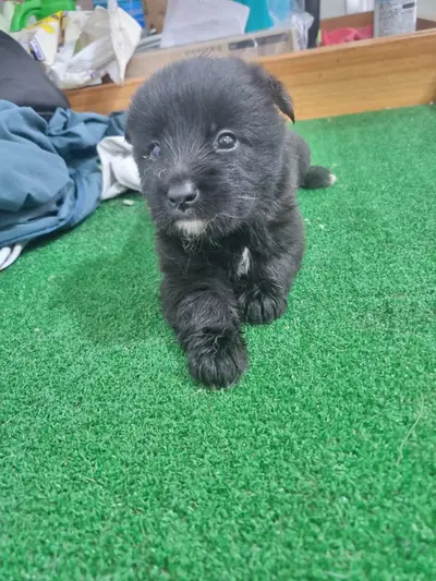 믹스견 사진