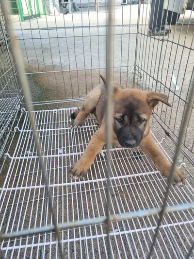 믹스견 사진