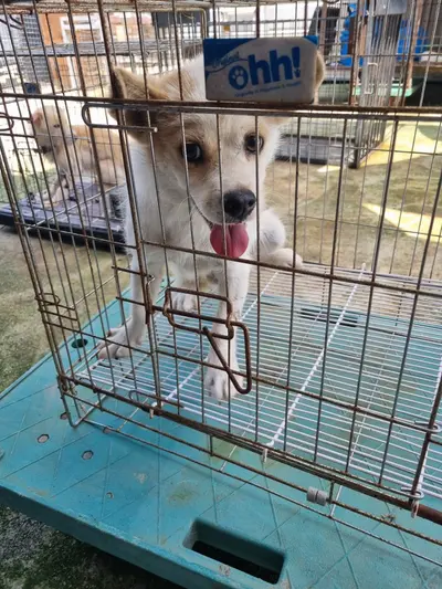 믹스견 사진