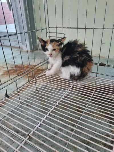믹스묘 사진
