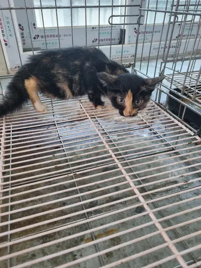 믹스묘 사진