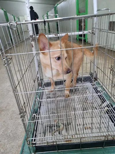 믹스견 사진