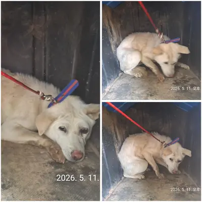 진도견 사진
