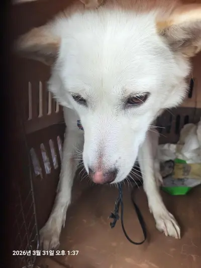 믹스견 사진