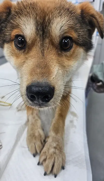 믹스견 사진