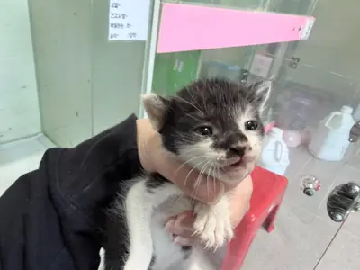 한국 고양이 사진