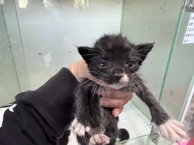 한국 고양이 사진