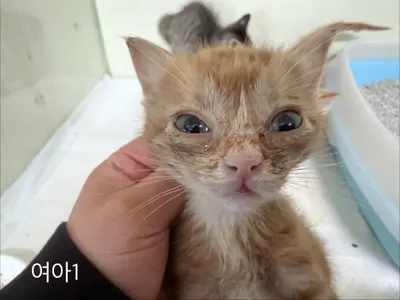 한국 고양이 사진