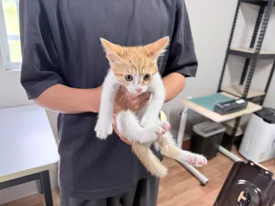 한국 고양이 사진