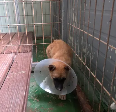 믹스견 사진