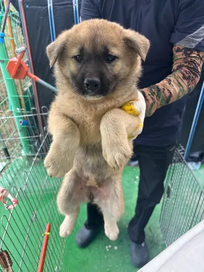 믹스견 사진