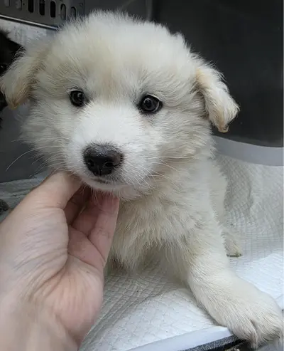 믹스견 사진