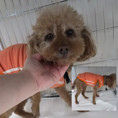 푸들 사진