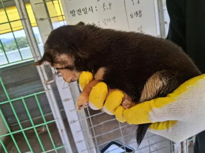 믹스견 사진