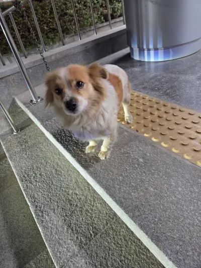 믹스견 사진