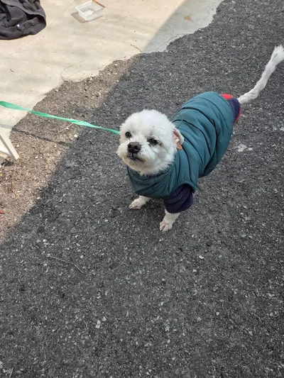 말티즈 사진