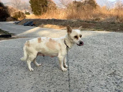 믹스견 사진