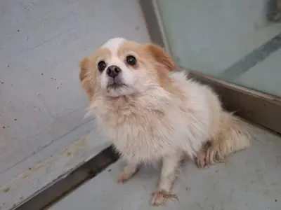 믹스견 사진